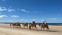 Camels on Lighthouse Beach